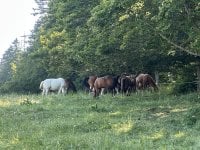 IMG_6207.jpeg